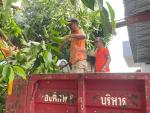 องค์การบริหารส่วนตำบลบ้านควน ลงพื้นที่ตัดแต่งกิ่งไม้ ต้นไม้